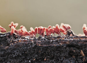 Stazzano (AL) Piemonte