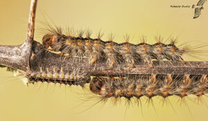 Montoggio (GE) Liguria Italia