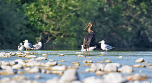 Ambiente Scrivia 13-06-2021