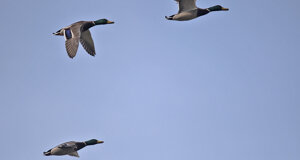 Ambiente scrivia 2107