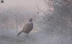 Ambiente scrivia 2017