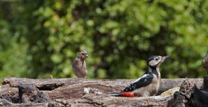 Capanno fotografico - Piemonte