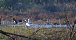 Ambiente Scrivia 2018