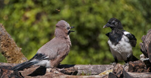Capanno fotografico - Piemonte