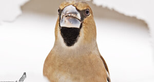 Frosone - Cocchotraustes cocchotraustes