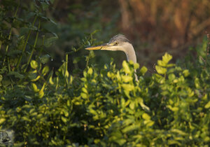 Ambiente scrivia 2017