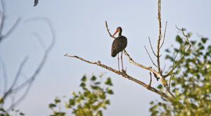 Ambiente Scrivia 13-06-2021