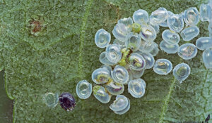 Uova - Sfinge dagli occhi - Smerinthus ocellata