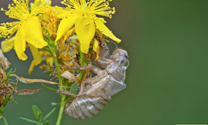 Ambiente Scrivia 2023