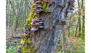 Ambiente Scrivia 2024