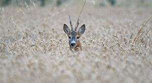 Ambiente Scrivia 2023