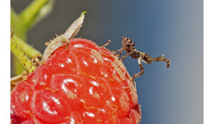 oedemera%20nobilis%20-f.jpeg