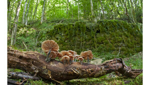 funghi e licheni.jpeg