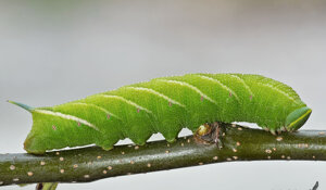 Bruco - Sfinge dagli occhi - Smerinthus ocellata