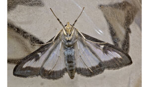 cydalima%20perspectalis%20melanica.jpeg cydalima%20perspectalis%20melanica.jpeg