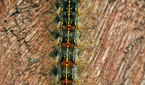 Montoggio (GE) Liguria - Italia