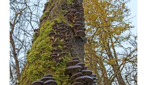 Ambiente Scrivia 2024