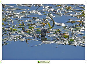 Ambiente Scrivia 2024