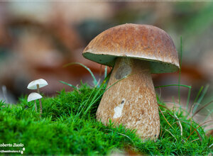 Busalla (GE) Liguria