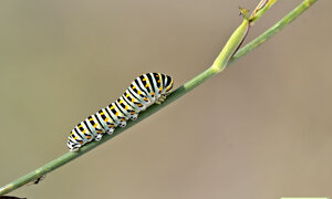 Ambiente Scrivia 2023