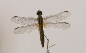 Ambiente Scrivia 2019