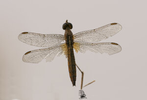 Ambiente Scrivia 2019