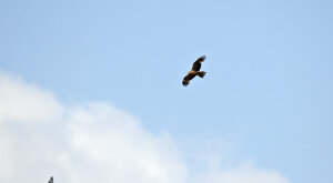 Ambiente Scrivia 2021