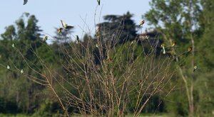 Ambiente Scrivia - 04-05-2021