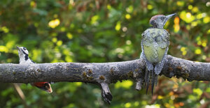 Capanno fotografico - Piemonte