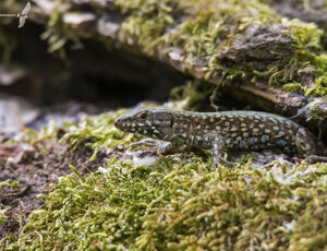 Ambiente Scrivia 2021