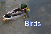 fcc86677-06ef-43b9-a393-9164aba251c3