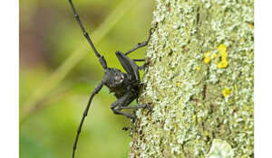 Cassano Spinola (AL)
