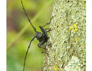 Ambiente scrivia 2024