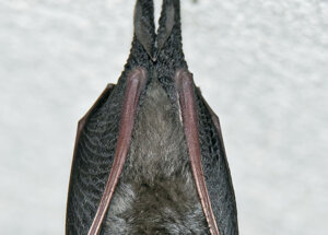 Rhinolophus ferrumequinum