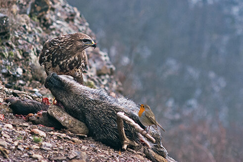 poiana-pettirosso-parco