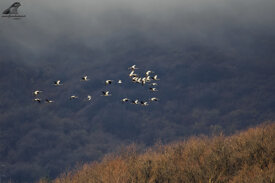 5c4bcb50-1778-440c-8d34-b0601a57a813