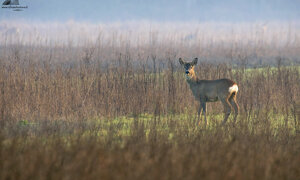 Ambiente Scrivia 2019