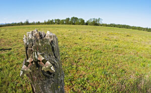 Ambiente Scrivia 2021