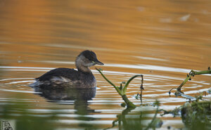 Ambiente scrivia 2017