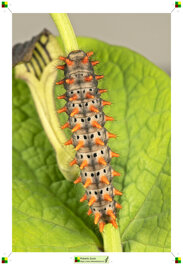 025baebf-f8e8-4c35-8025-28f0286af354