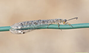 Ambiente Scrivia 2022