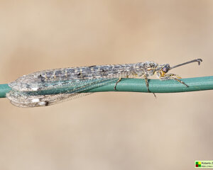 Ambiente Scrivia 2022