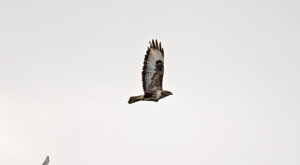 Ambiente Scrivia 2021