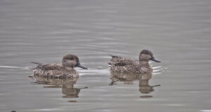 Ambiente scrivia 2018