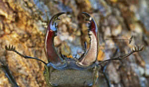 Cervo volante - Lucanus cervus