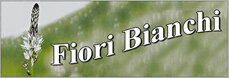 fiori-bianchi
