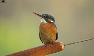Ambiente scrivia 2017