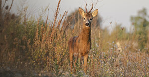 2118b0d9-f3c7-4b68-8ab7-3716b3ab6b83