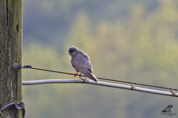 daeaca64-a535-4822-bdfb-1a320960535f