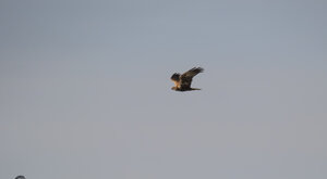 Ambiente Scrivia 2019